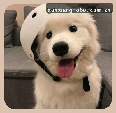 王强